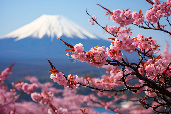 樱花和富士山图片