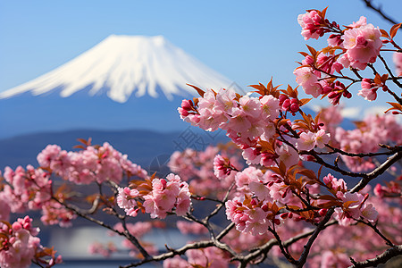 富士山下的樱花盛开图片
