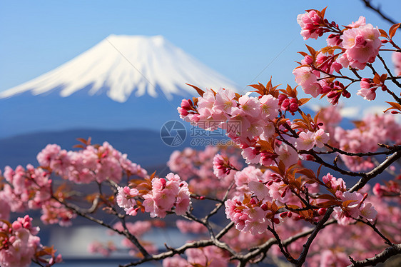 富士山下的樱花盛开图片