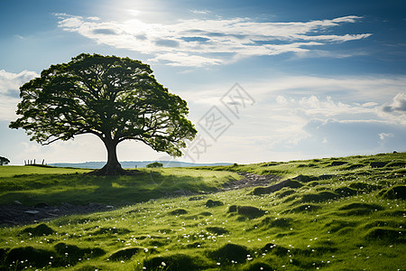 草原上一棵孤零零的树图片