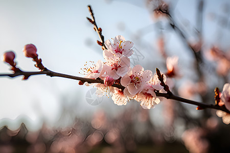 粉色的花朵图片