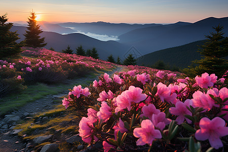 山坡中的花卉图片