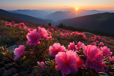 山坡中的花朵图片