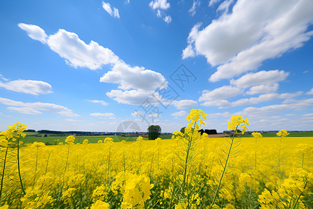 田野中的油菜花图片