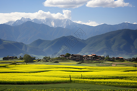 农村的田地和建筑背景图片