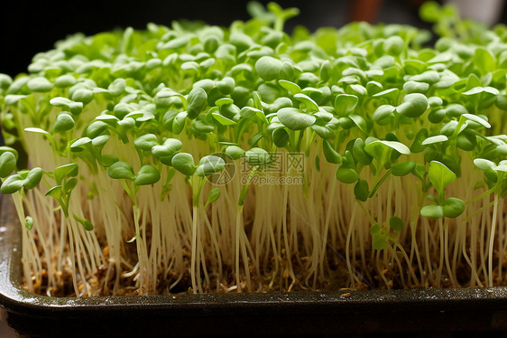 水生植物豆瓣菜图片