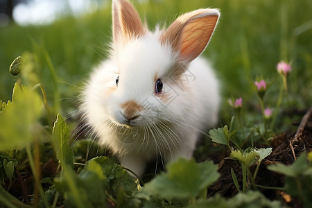 兔子在灌木丛小白兔在草地上背景