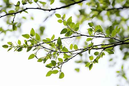 树枝上的绿叶背景图片