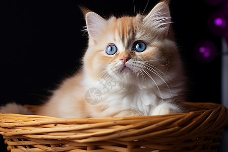 小猫坐在篮子里图片