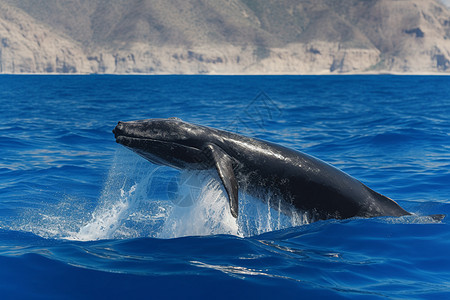海洋中一条鲸鱼图片
