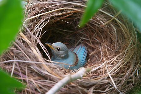 巢中小鸟背景图片