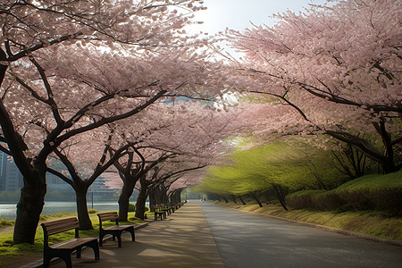 日本东京道路樱花下的长椅背景