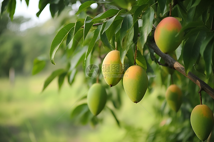 芒果树上的芒果图片