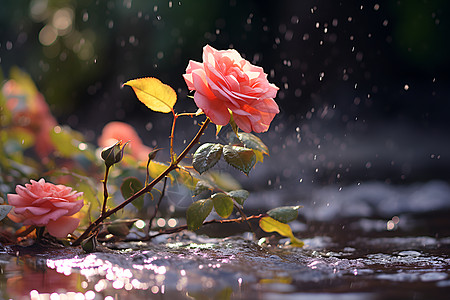 玫瑰叶子春雨中的玫瑰背景