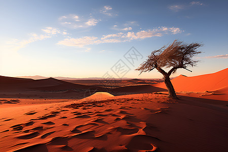沙丘与树木背景图片