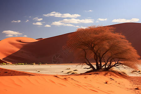 沙漠中的独树背景图片