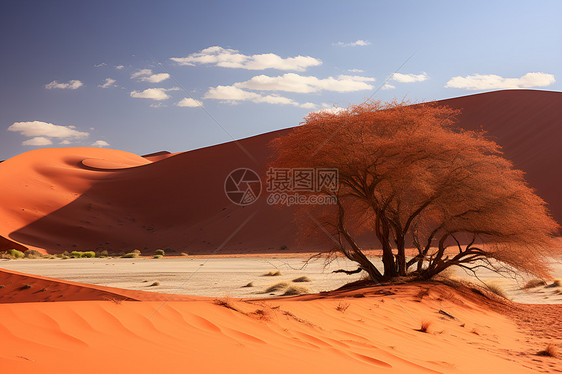 沙漠中的独树图片