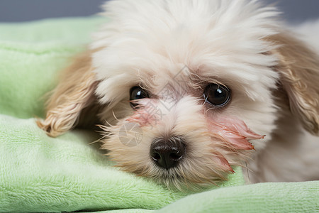 可爱的小白狗躺在绿毯上图片