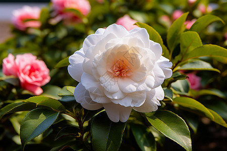 白色的茶花重瓣玫瑰花高清图片