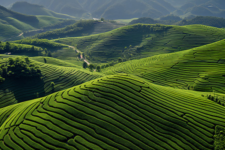 茶园中的绿色风景高清图片