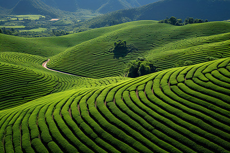 茶叶种植基地远离喧嚣的茶田背景