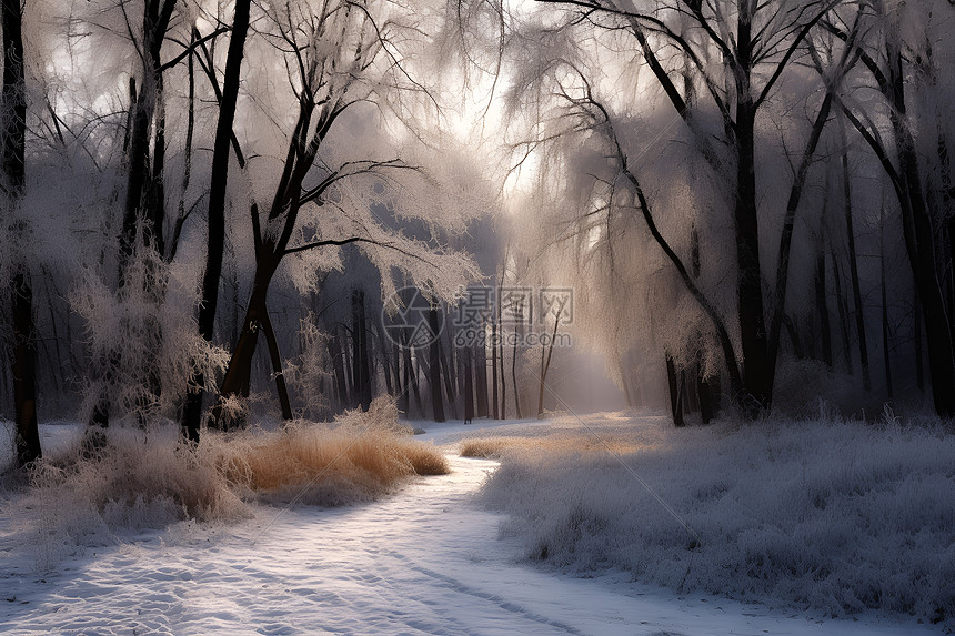 林间雪径图片