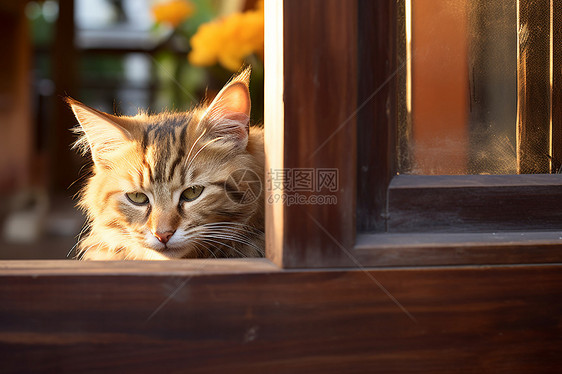 窗前乖巧的小猫图片