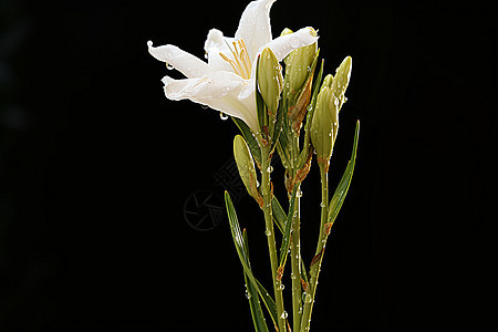 盛放的百合花背景图片