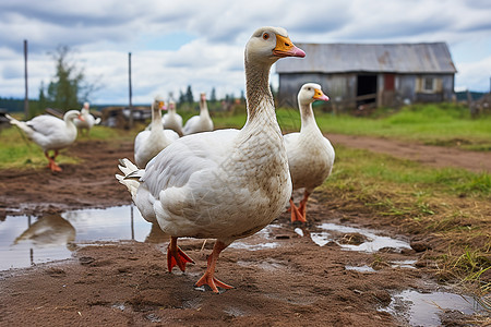 农村的鸭子图片