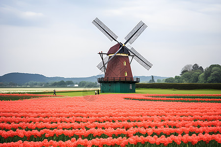 云端风车红花与风车背景