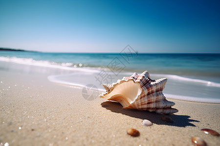 海浪拍打的贝壳图片