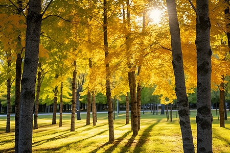 阳光下的黄叶树林背景图片