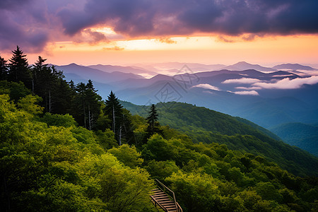 山顶树林上的夕阳图片