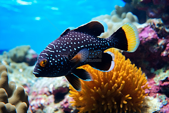 海底奇妙的鱼类图片