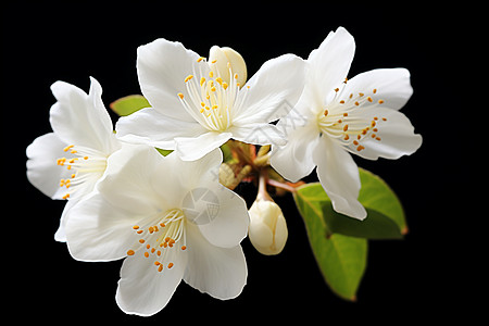 春日盛放的小白花高清图片