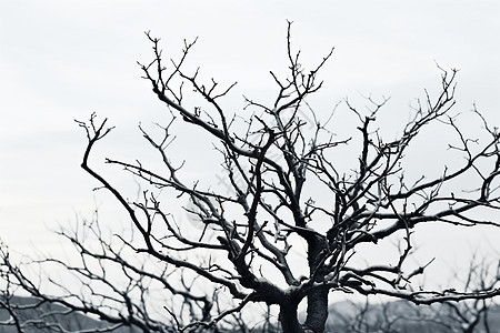 冬天的枯树丛背景图片