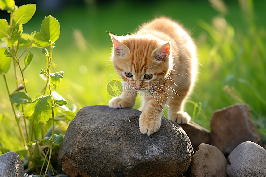 石头上的小猫图片