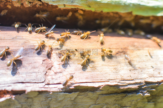 准备筑巢的蜜蜂图片