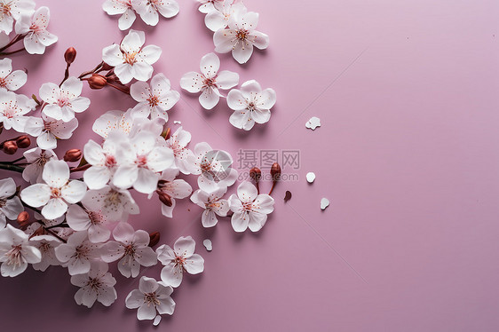 春天浪漫的樱花图片