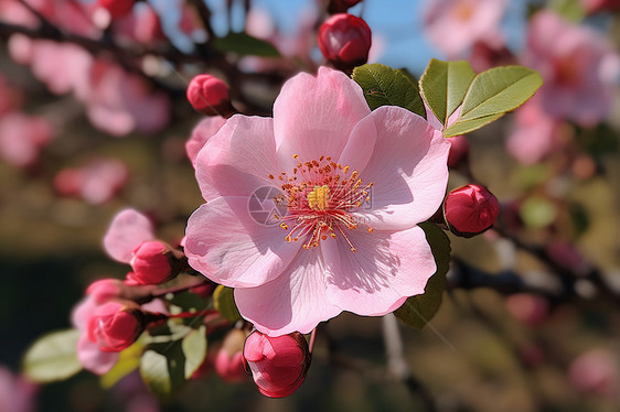 春季浪漫的樱花图片