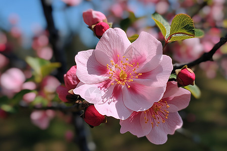 自然的粉色樱花图片