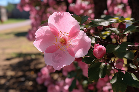 盛夏公园的粉花高清图片