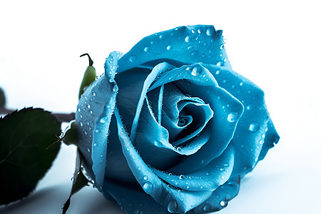 雨中的蓝色玫瑰图片