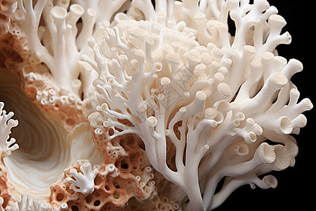 白色的珊瑚丛图片