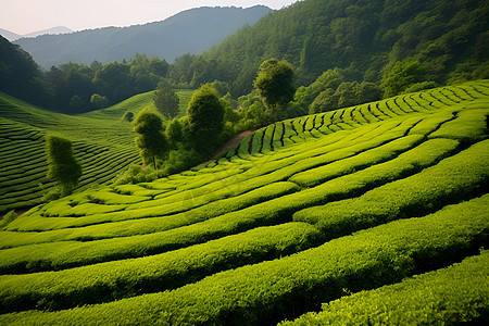 绿茶园景色图片