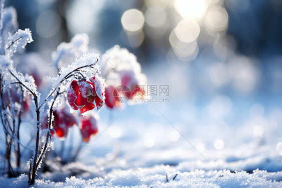 雪地绽放的红花图片