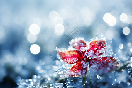 雪后植物冻结的红色花朵背景