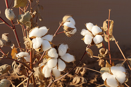 大自然中的棉花地背景图片
