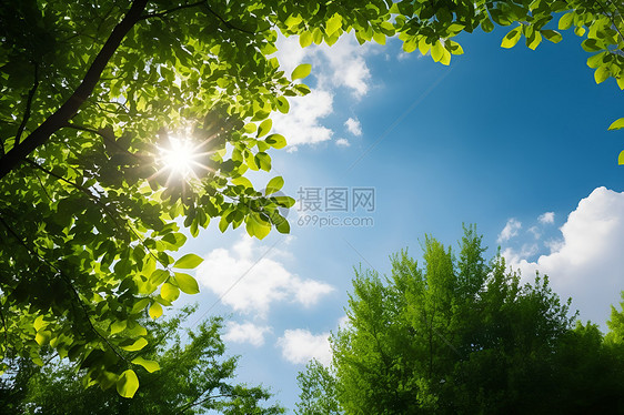 阳光下的树木图片