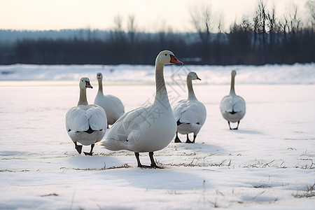 冬日中的鸭子图片